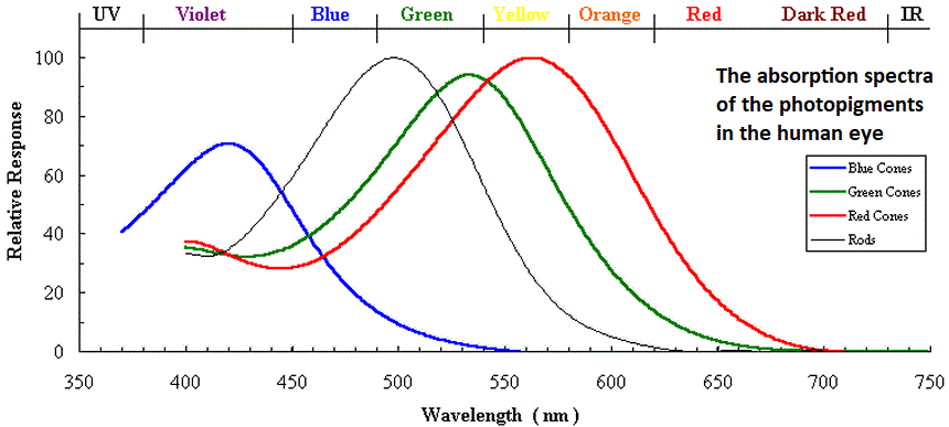 uv-visible light absorption spectra photopigments of the human eye spectrum of red cones green cones blue cones rods wavelengths of maximum absorbance