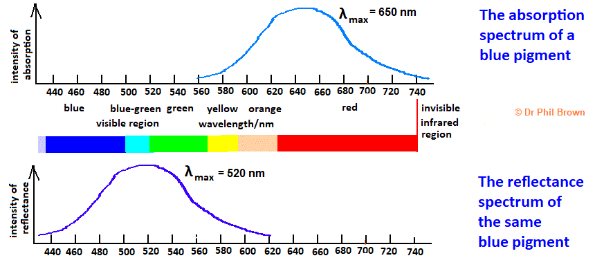 diagram comparing explaining the difference between an absorption spectrum and reflectance spectrum for a blue pigment dye spectra