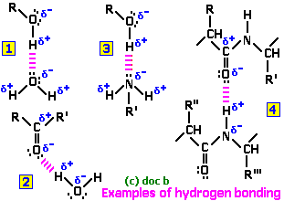HYDRPOGEN BONDING in polypeptides-proteins (c) doc b