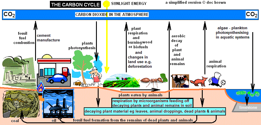 diagram explaining the carbon cycle for GCSE chemistry
