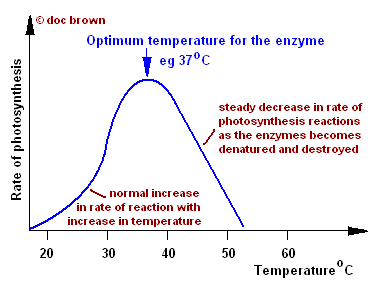 graph of rate of photosynthesis speed versus temperature of solution, shape of photosynthesis graph explained, limited by degradation of enzyme at higher temperatures